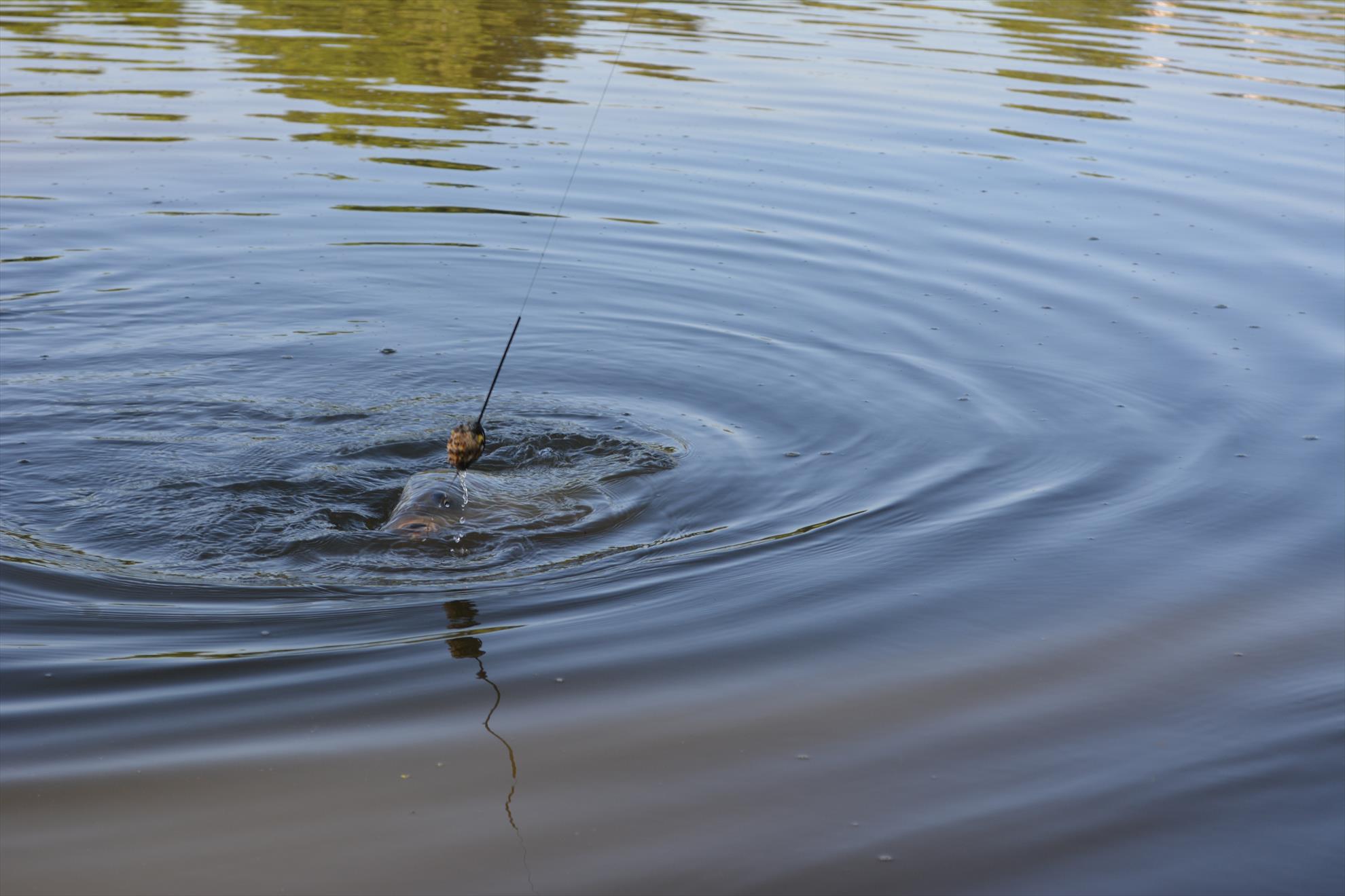 MV2 13.07.2014 - dsc04061.JPG